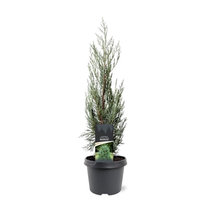 Juniperus scopulorum 'Moonglow'