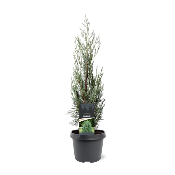 Juniperus scopulorum 'Moonglow'