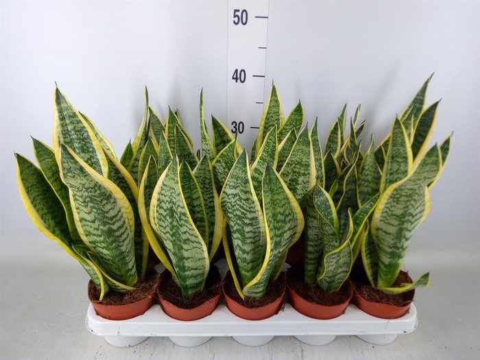 <h4>Sansevieria trifa. 'Futura Superba'</h4>