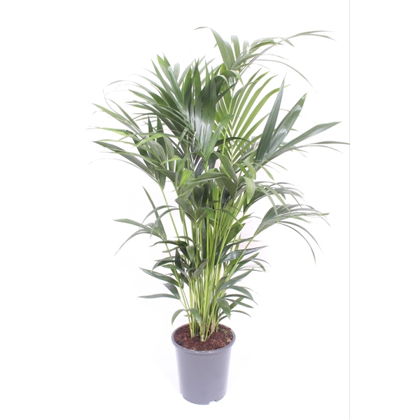 <h4>Howea forsteriana 10 per pot</h4>