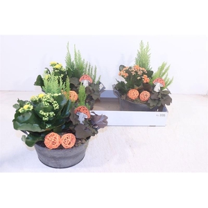 ARR GARDEN ORANGE X2