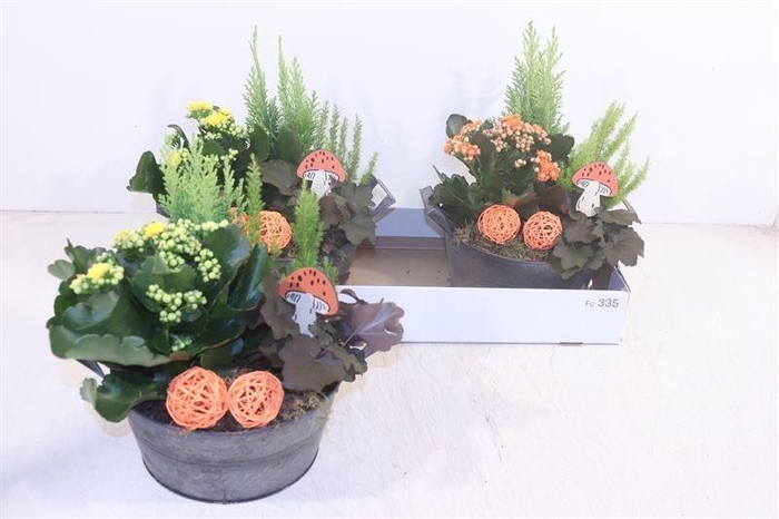 <h4>ARR TUINPLANTEN</h4>