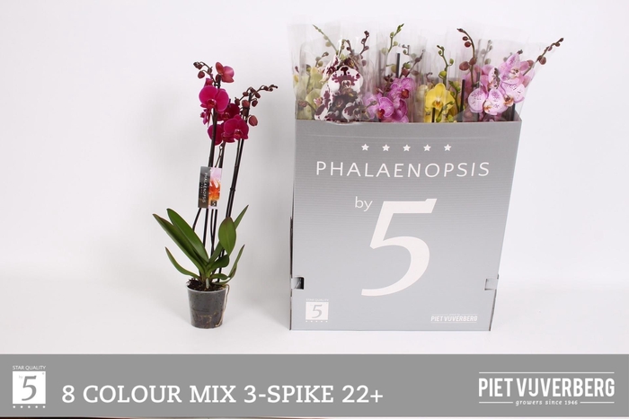 <h4>PHAL GEM 8 KL</h4>