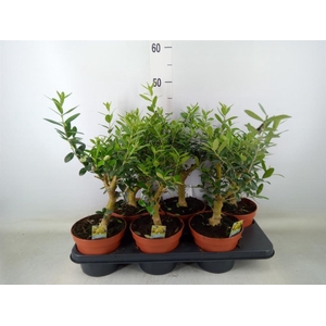 Olea europaea