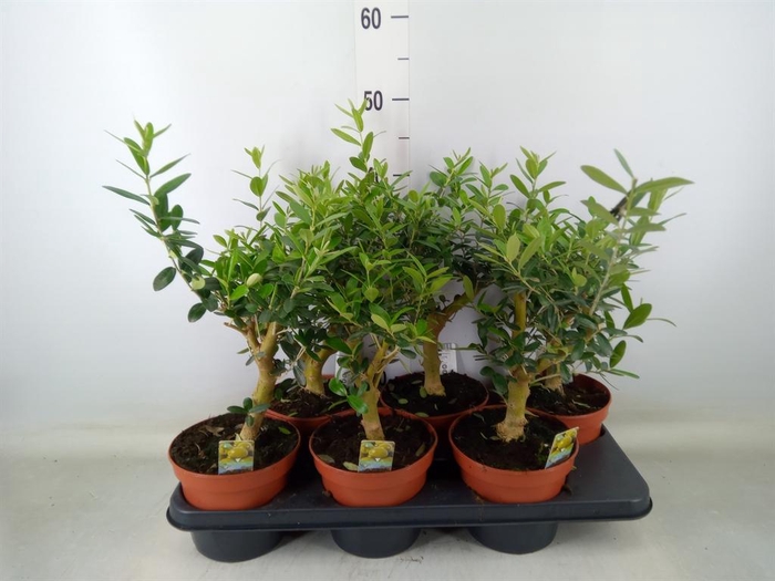 <h4>Olea europaea</h4>