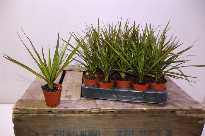 <h4>Dra Marginata</h4>