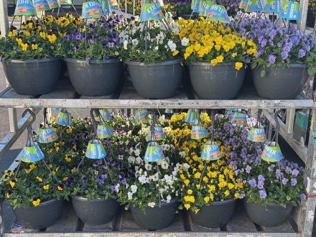 <h4>VIO CO END GEM</h4>