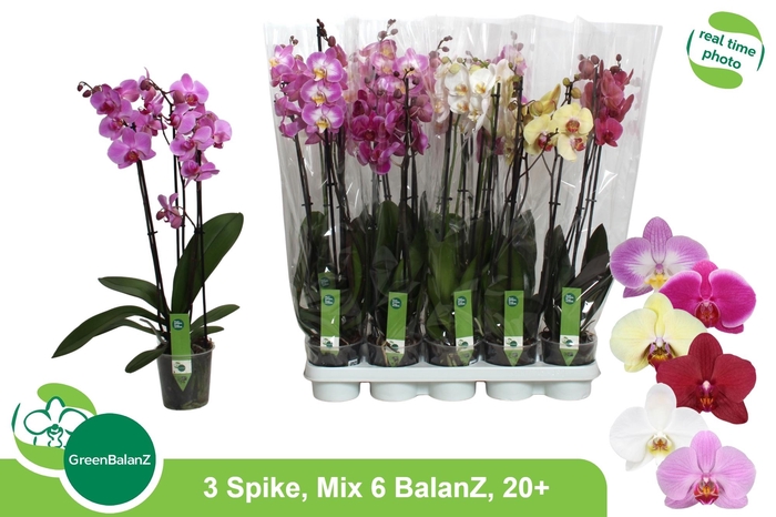 <h4>PHAL GEM 6 KL</h4>