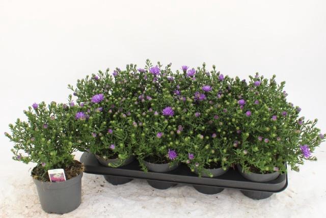 <h4>ASTER D AL D PURP LA</h4>