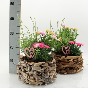 ARR TUINPLANTEN