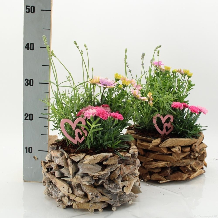 <h4>ARR TUINPLANTEN</h4>