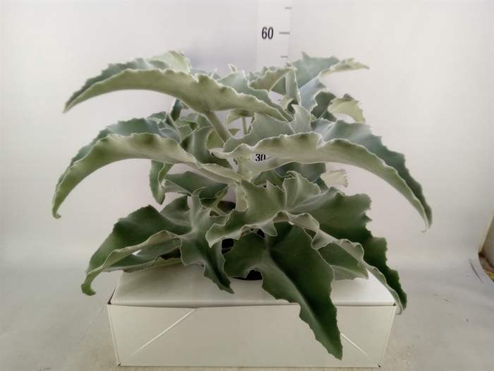 <h4>Kalanchoe NF beharensis</h4>