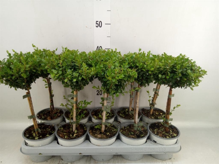 <h4>Myrsine africana</h4>