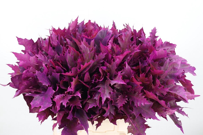 <h4>Eik Grof Frost Erica</h4>