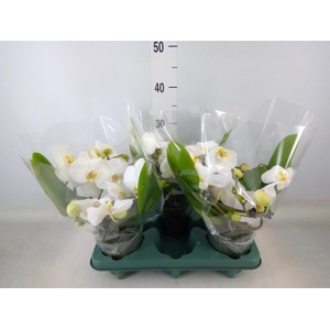 Phalaenopsis  'Muse White'