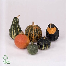 CUCURBITA (KALEBAS)