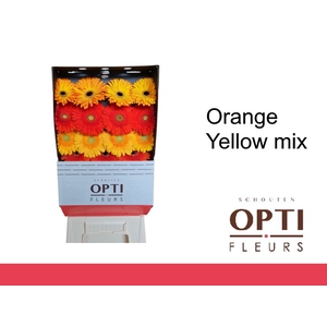 Gerbera Mix Orange - Yellow Diamond