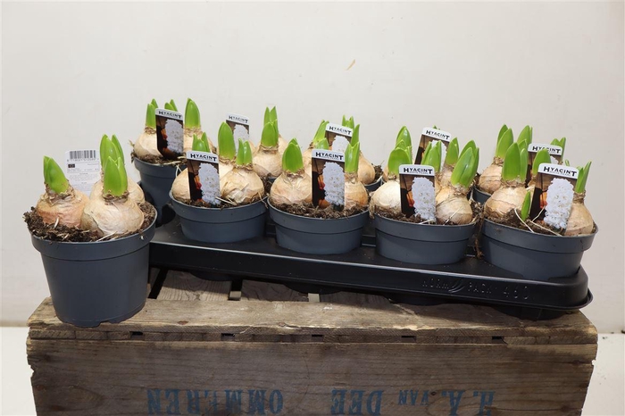 <h4>Hyacin White Pearl</h4>