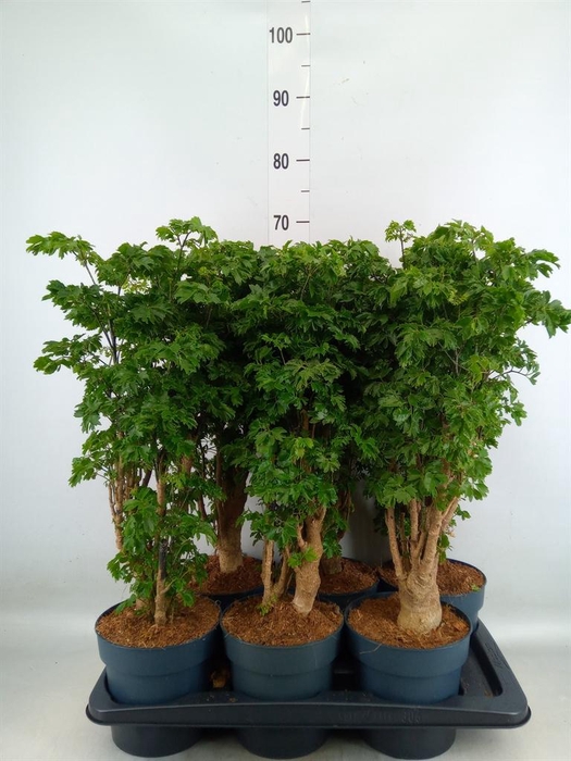 <h4>Polyscias  'Roble'</h4>