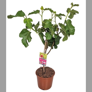 FICUS CARICA