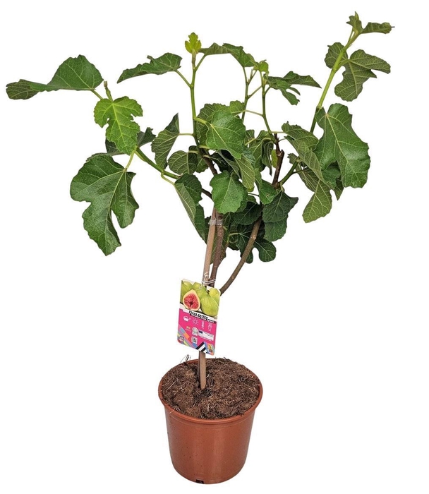 <h4>FICUS CARICA</h4>