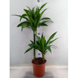 Dracaena frag. 'Janet Craig'