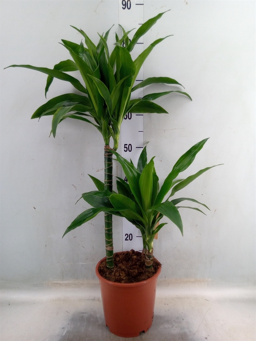 <h4>Dracaena frag. 'Janet Craig'</h4>