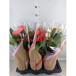 Anthurium   ...mix 4