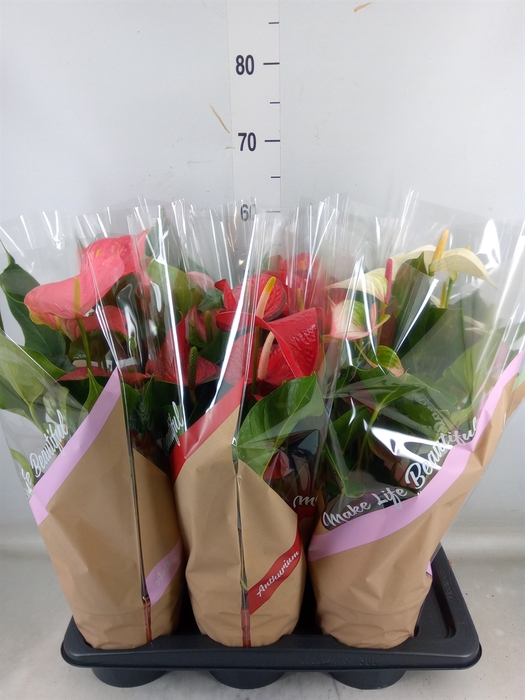 <h4>Anthurium   ...mix 4</h4>