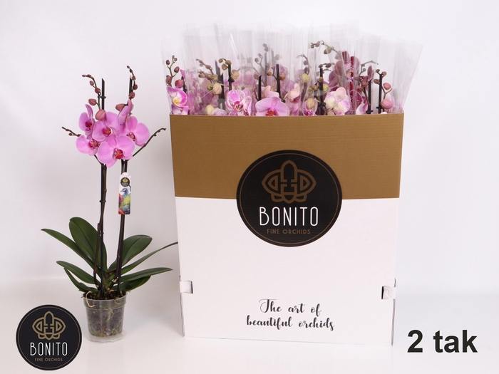 <h4>PHAL GEM 7 KL</h4>