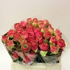 R Gr Shukrani Peach 50cm EC