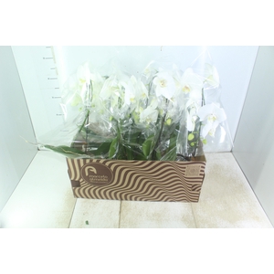 PHALAENOPSIS CASCATA P15 BRANCO MIN 8 FLS