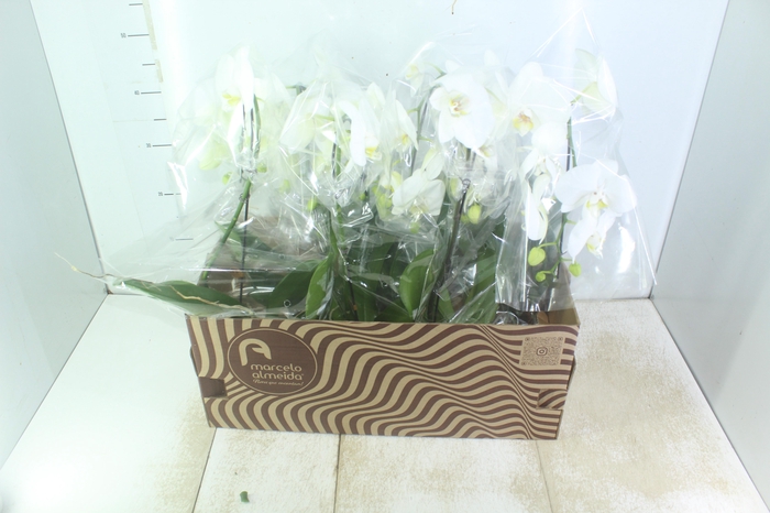 <h4>PHALAENOPSIS CASCATA P15 BRANCO MIN 8 FLS</h4>