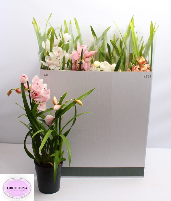 <h4>CYMB GEMENGD</h4>