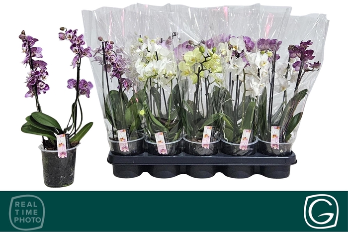 arr8 Phal Mf Gem 4 Kl