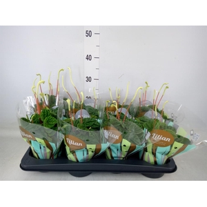 Peperomia caperata 'Lilian'