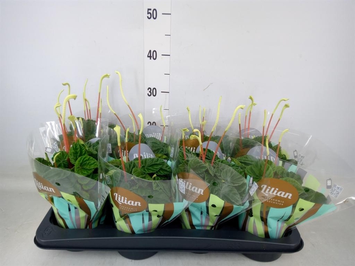 <h4>Peperomia caperata 'Lilian'</h4>