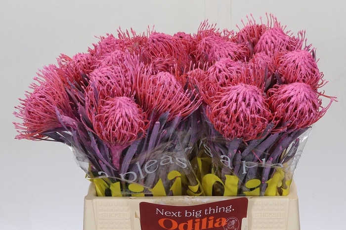 <h4>LEUCO NAOMI KLB H%</h4>