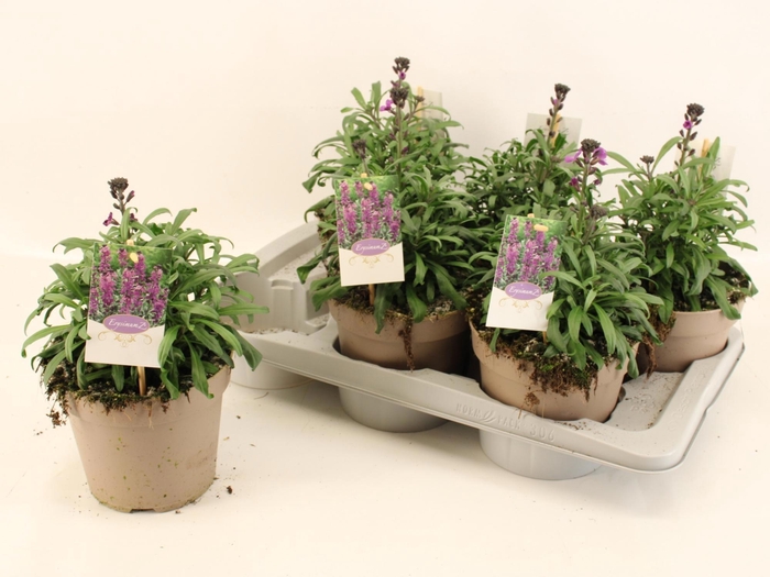 <h4>ERYS SUP BOWL MAUVE</h4>