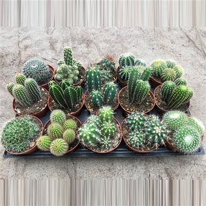113 Cactus gemengd 10, 5 cm