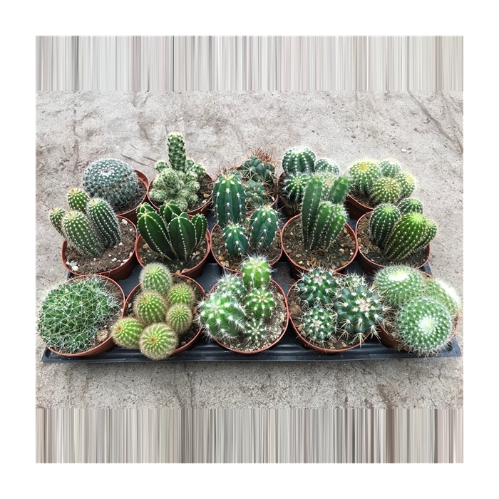 <h4>113 Cactus gemengd 10, 5 cm</h4>