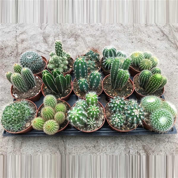 <h4>113 Cactus gemengd 10, 5 cm</h4>