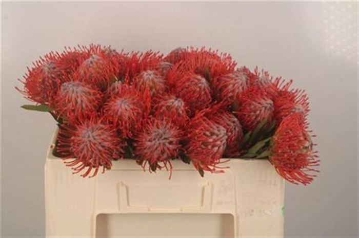 <h4>LEUCO CO TANGO</h4>