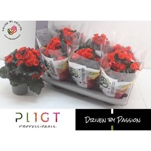 !! PROMO !! BEGONIA MOCCA ORANGE P14