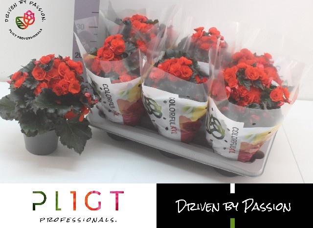 <h4>!! PROMO !! BEGONIA MOCCA ORANGE P14</h4>