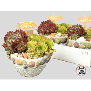 ARR SEMPERVIVUM