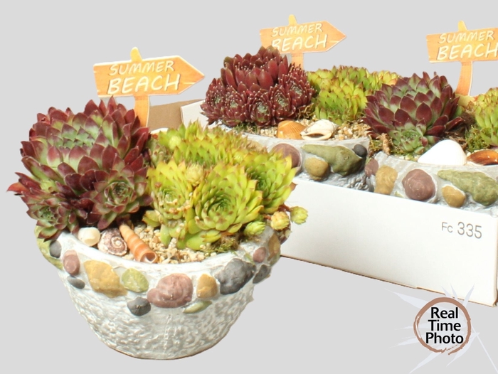 <h4>ARR SEMPERVIVUM</h4>