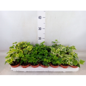 Hedera   ...mix