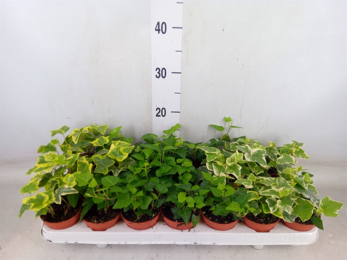 <h4>Hedera   ...mix</h4>