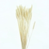 Dried Tarwe Bleached Super White